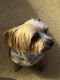 Yorkshire Terrier Puppies for sale in Clinton, MD, USA. price: NA