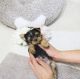 Yorkshire Terrier Puppies for sale in St. Petersburg, FL, USA. price: $400