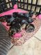 Yorkshire Terrier Puppies for sale in Antioch, CA, USA. price: $2,500