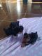 Yorkshire Terrier Puppies for sale in 3665 W 107th St, Inglewood, CA 90303, USA. price: $1,000