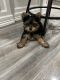 Yorkshire Terrier Puppies for sale in McAllen, TX, USA. price: $1,500