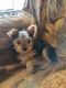 Yorkshire Terrier Puppies for sale in Holton, MI 49425, USA. price: NA