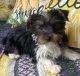 Yorkshire Terrier Puppies for sale in Toccoa, GA 30577, USA. price: $1,500