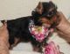 Yorkshire Terrier Puppies for sale in Asheville, NC 28801, USA. price: $600