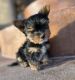 Yorkshire Terrier Puppies for sale in Lincoln County, NM, USA. price: $800