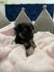 Yorkshire Terrier Puppies for sale in Lehigh Acres, FL 33974, USA. price: NA