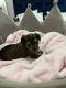 Yorkshire Terrier Puppies for sale in Lehigh Acres, FL 33974, USA. price: $2,500