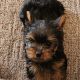 Yorkshire Terrier Puppies for sale in Waterloo, IN 46793, USA. price: NA