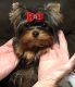 Yorkshire Terrier Puppies for sale in Hopkinsville, KY, USA. price: NA