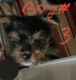 Yorkshire Terrier Puppies for sale in Louisville, KY, USA. price: $1,200