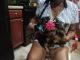 Yorkshire Terrier Puppies for sale in 4221 Othello Ln, Fort Myers, FL 33916, USA. price: $900