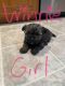 Yorkshire Terrier Puppies for sale in Holland, MI 49423, USA. price: $1,000