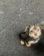 Yorkshire Terrier Puppies for sale in SC-124, Greenville, SC, USA. price: NA
