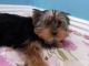 Yorkshire Terrier Puppies for sale in Nahma, MI, USA. price: $340