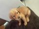 Yorkshire Terrier Puppies for sale in Pennsylvania Station, 4 Pennsylvania Plaza, New York, NY 10001, USA. price: NA