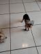 Yorkshire Terrier Puppies for sale in Kissimmee, FL 34741, USA. price: $1,500