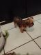 Yorkshire Terrier Puppies for sale in Kissimmee, FL 34741, USA. price: $2,000