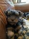 Yorkshire Terrier Puppies for sale in Jackson, GA 30233, USA. price: NA
