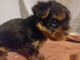 Yorkshire Terrier Puppies for sale in Miami, FL, USA. price: $950