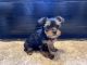 Yorkshire Terrier Puppies for sale in Jamaica, Queens, NY, USA. price: NA