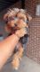 Yorkshire Terrier Puppies for sale in Macon, GA, USA. price: NA
