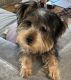 Yorkshire Terrier Puppies for sale in Stone Mountain, GA, USA. price: $750