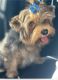 Yorkshire Terrier Puppies for sale in Southampton Township, NJ 08088, USA. price: $150,000