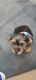 Yorkshire Terrier Puppies for sale in Hialeah, FL 33018, USA. price: NA