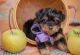 Yorkshire Terrier Puppies for sale in Orlando, FL, USA. price: $700