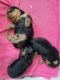 Yorkshire Terrier Puppies for sale in Naples, FL, USA. price: $3,450