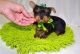 Yorkshire Terrier Puppies for sale in Orlando, FL, USA. price: $700