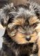 Yorkshire Terrier Puppies for sale in Ventura, CA 93004, USA. price: $2,000