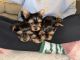 Yorkshire Terrier Puppies for sale in Bondurant, IA 50035, USA. price: $1,200