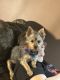 Yorkshire Terrier Puppies for sale in Homer, NE 68030, USA. price: NA