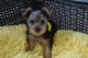 Yorkshire Terrier Puppies for sale in Sebastian, FL, USA. price: NA