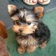 Yorkshire Terrier Puppies for sale in California City, CA, USA. price: $860