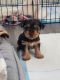 Yorkshire Terrier Puppies for sale in Rialto, CA, USA. price: $800