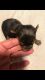 Yorkshire Terrier Puppies for sale in Peoria, AZ, USA. price: NA