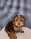 Yorkshire Terrier Puppies for sale in San Bernardino, CA, USA. price: $1,800
