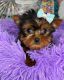 Yorkshire Terrier Puppies for sale in Atlanta, GA, USA. price: $700