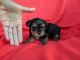 Yorkshire Terrier Puppies for sale in Hacienda Heights, CA, USA. price: $1,299