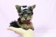Yorkshire Terrier Puppies for sale in Rocklin, CA 95765, USA. price: $500