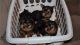 Yorkshire Terrier Puppies for sale in Nashville, TN 37211, USA. price: $500