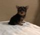 Yorkshire Terrier Puppies for sale in Riverside, CA, USA. price: $800