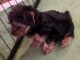 Yorkshire Terrier Puppies for sale in Yakima, WA, USA. price: NA