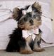 Yorkshire Terrier Puppies for sale in Alpine Rnch Rd, Alpine, AL 35014, USA. price: NA