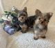 Yorkshire Terrier Puppies for sale in Riverside, CA, USA. price: $3,500
