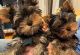 Yorkshire Terrier Puppies for sale in Miami, FL, USA. price: $700