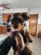 Yorkshire Terrier Puppies for sale in Fresno, CA, USA. price: NA