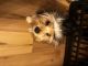 Yorkshire Terrier Puppies for sale in Mayer, AZ 86333, USA. price: $1,000